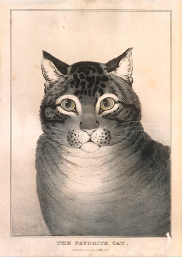 A drawing of a gray tabby cat circa 1890